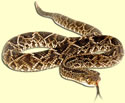 Snake - the cause of stress?
